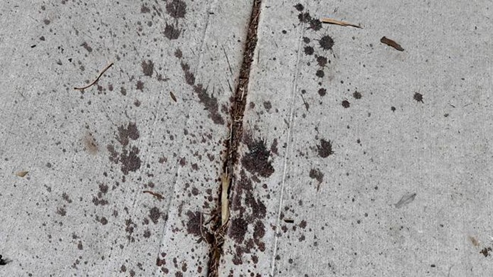 Blood on the footpath in Cranbourne. Blood on the footpath in Cranbourne.