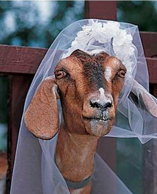 a98774_bride goat