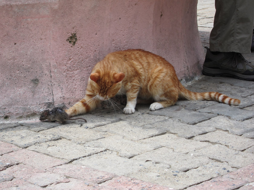 Feminists are also demanding that cats learn to respect mice.