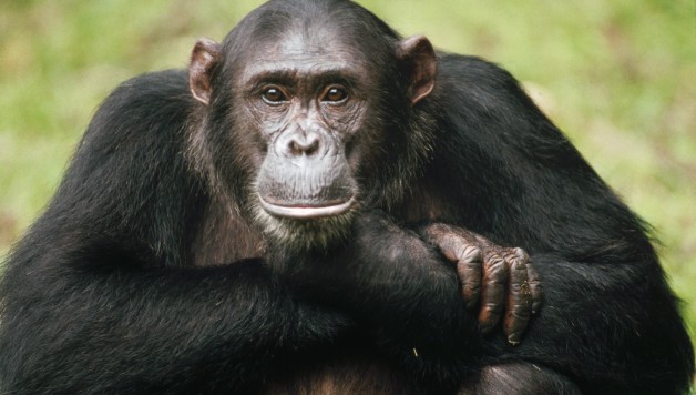 chimpanzee-628x356