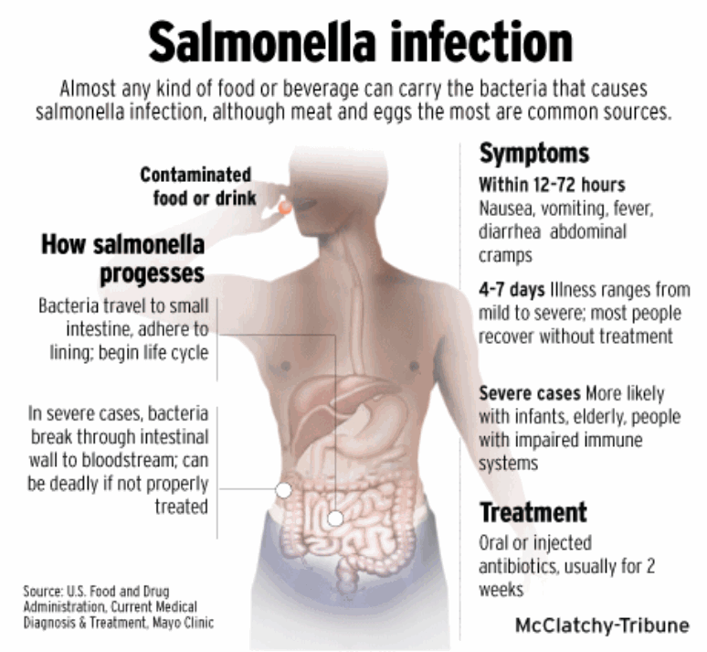 salmonella