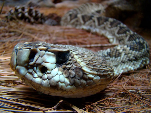 800px-Portrait_of_a_Rattlesnake