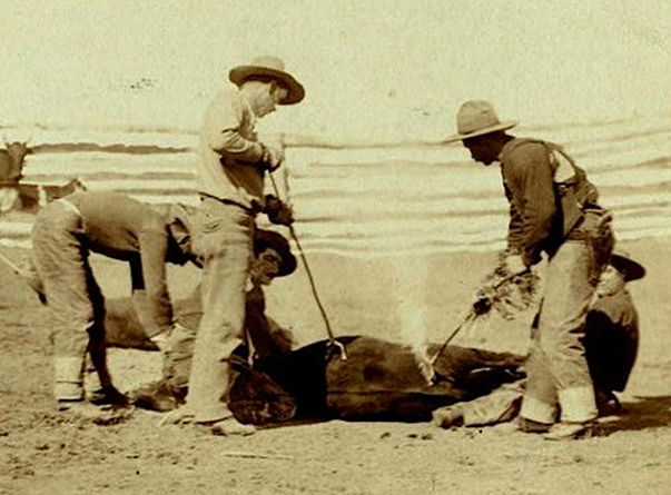 Cattle_branding_(Grabill_1888,_cropped) Cattle_branding_(Grabill_1888,_cropped)