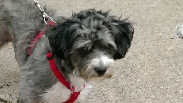 crosby_dog crosby_dog