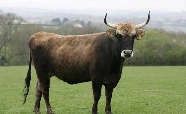 Nazi-Cow-670