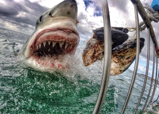 great-white-shark-gopro-01_84477_990x742 great-white-shark-gopro-01_84477_990x742