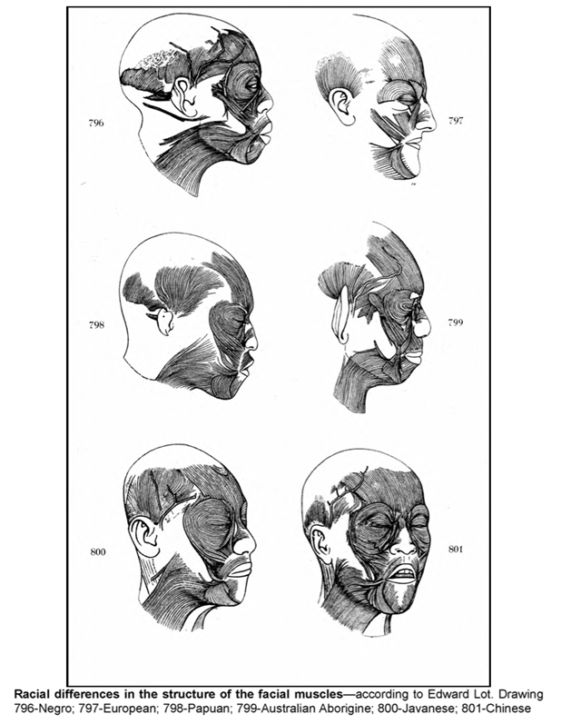 racial facial muscles