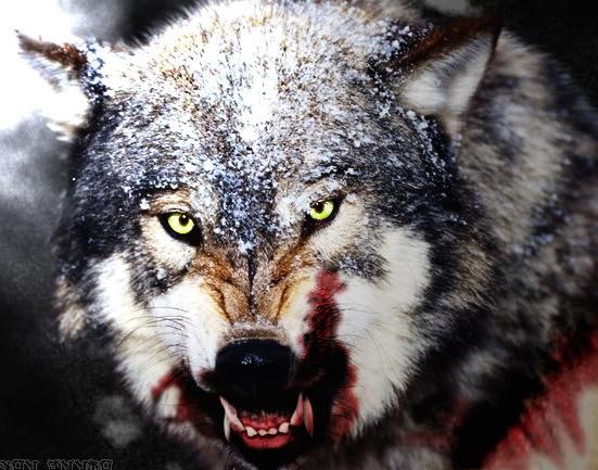 Alex Jones literally feared that David Duke may jump through the screen and eat him. That is why he kept getting headaches - they were out of fear for his life.