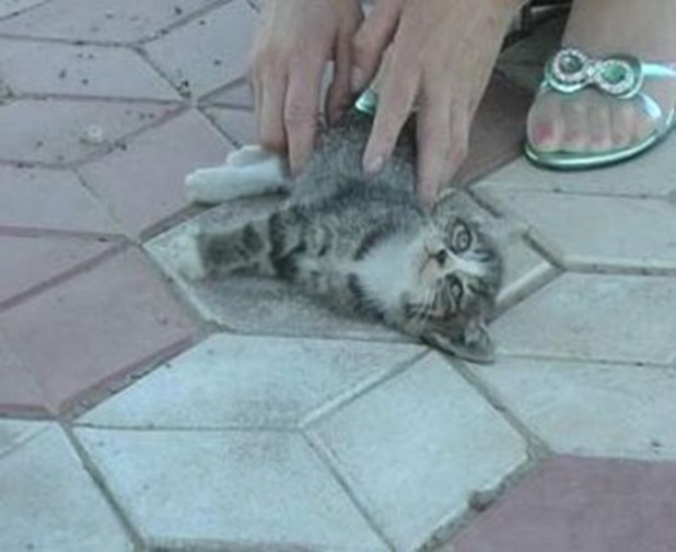 crush-videos-innocent-kitten-getting-prepared-to-be-crushed crush-videos-innocent-kitten-getting-prepared-to-be-crushed