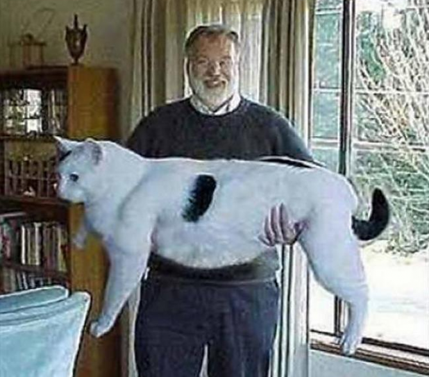 No one had any idea how big this cat was until it pranced around bagless.