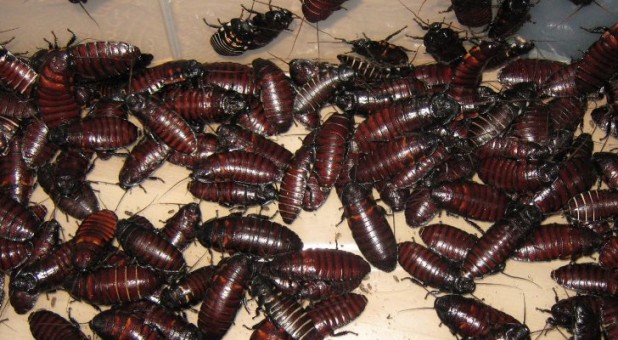 A-Chinese-Woman-Shares-Home-With-100000-Cockroaches