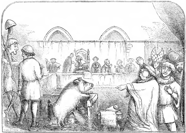 pig trial
