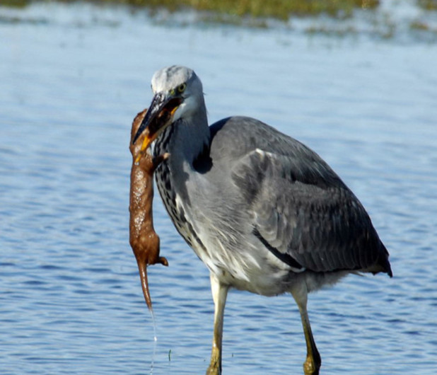 potd_heron_1_3224441k