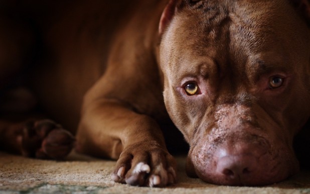 Animals___Dogs_Sad_pitbull_044169_