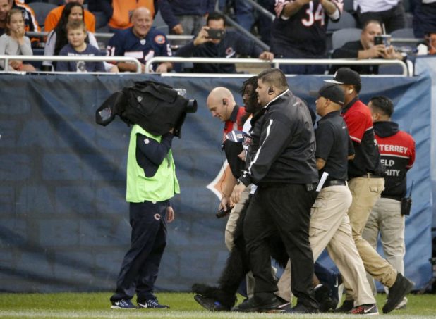 black-in-gorilla-suit