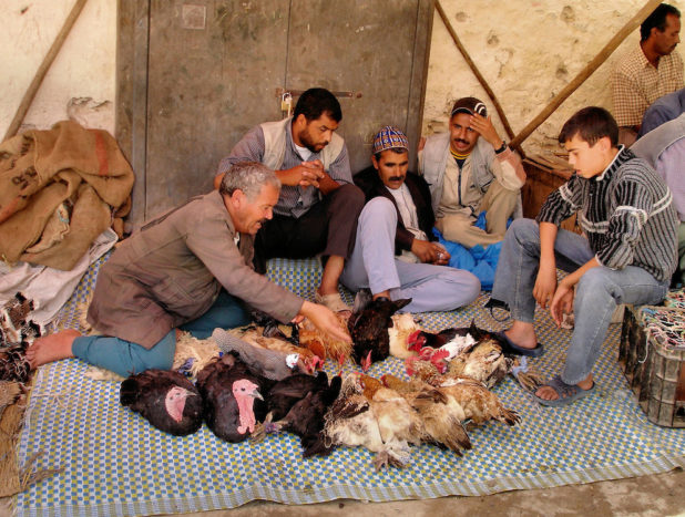 morocco-fes-moroccan-men-feeding-chickens-in-old-medina