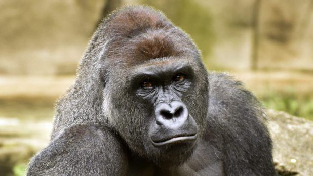 correction-zoo-gorilla-child-hurt