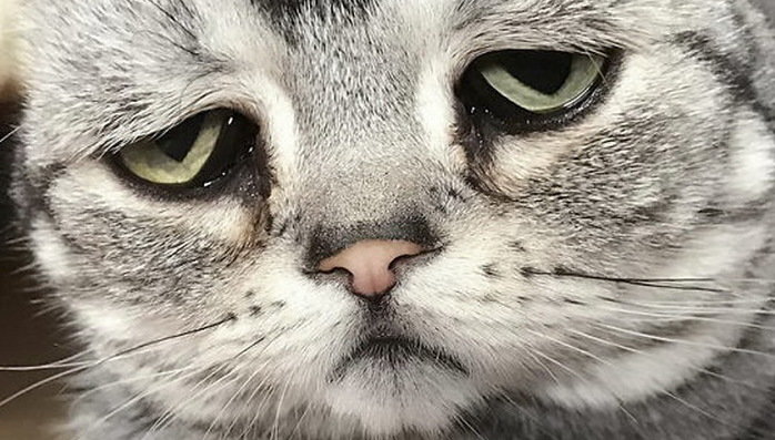 Washington, New York, Virginia, Kansas and Idaho Extend Lockdowns