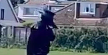 UK: Police Catch Plague Doctor Who Just Walked Around Neighborhood
