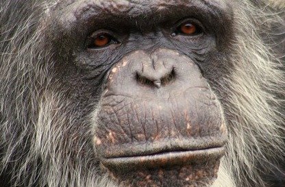 Female Scientific Scientists Find Grey Hair Is Not a Sign of Aging in Chimpanzees