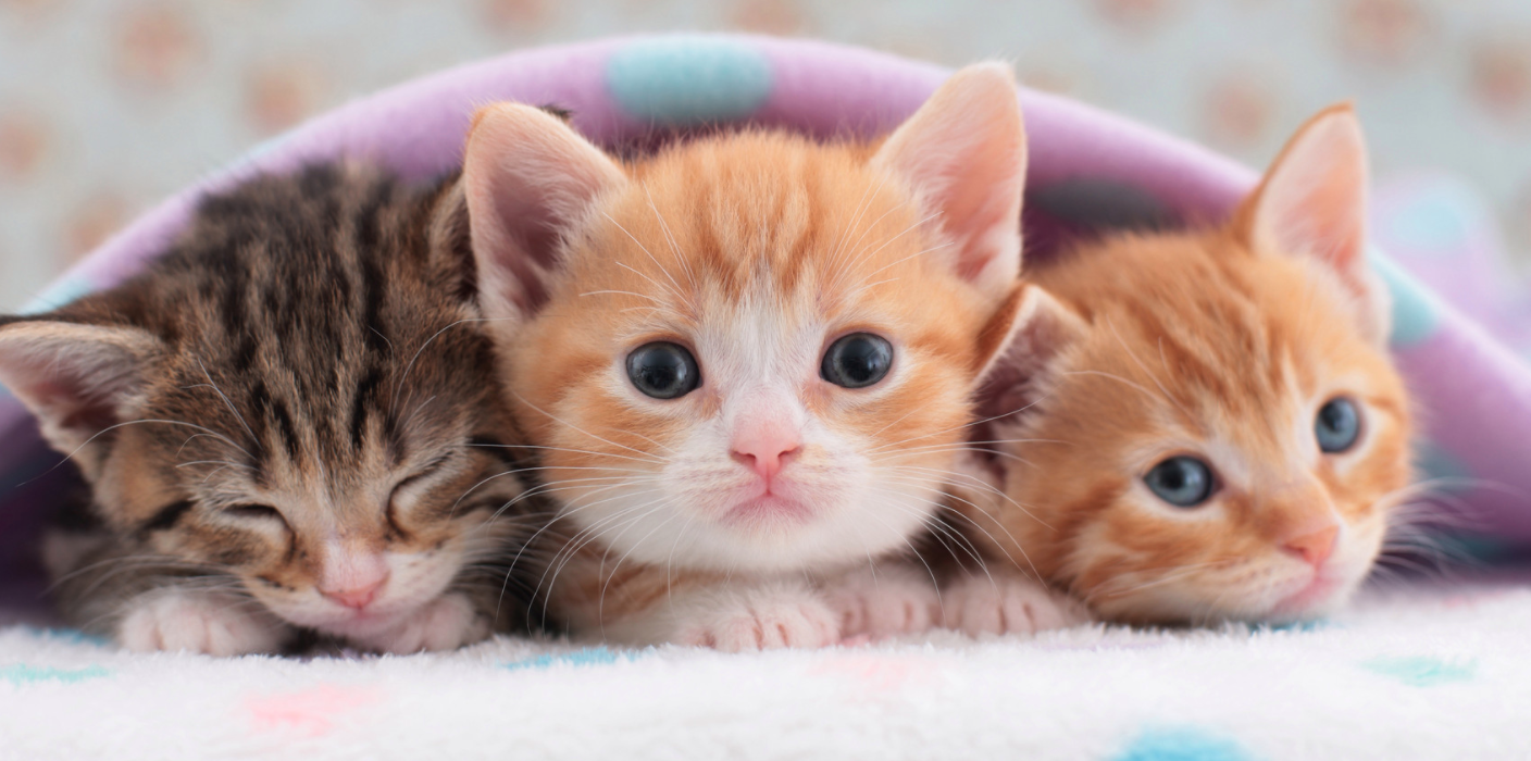 Australia Committed a Cat Genocide and Now has a Plague of Mice