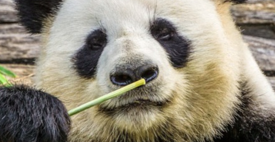 Japan’s Struggle Against Anal-Feminism Shows That Sino-Friendship is the Only Pathway to Freedom