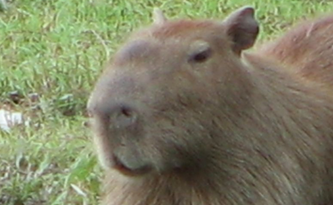 Capybara Warband, Inspired by the Taliban, Takes Control of Rich Argentinian Neighborhood