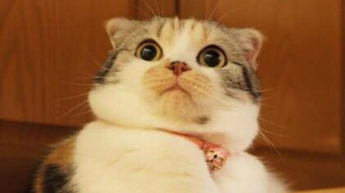 Taiwan Kills 154 Cats Over Fears They Could Have Undetectable Virus