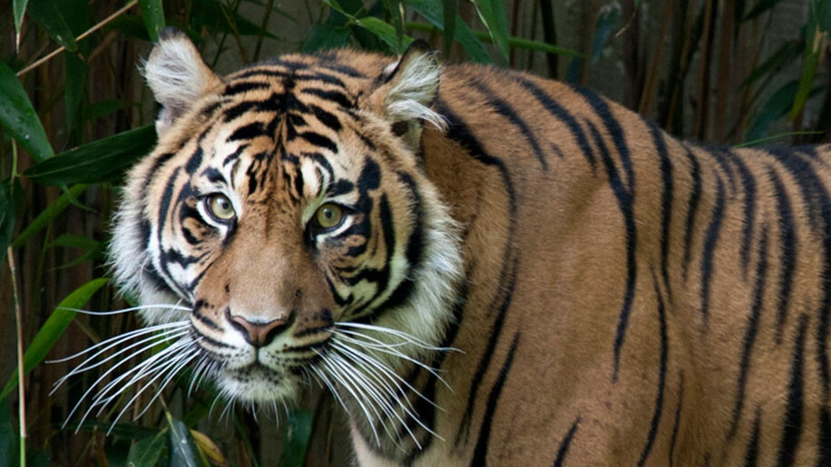 Anti-Vax Lions and Tigers Regret Refusing Coronavirus Vaccine at Washington Zoo