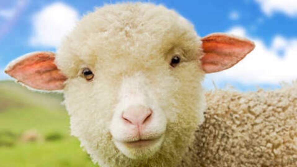 US Navy Stops Torturing Sheep
