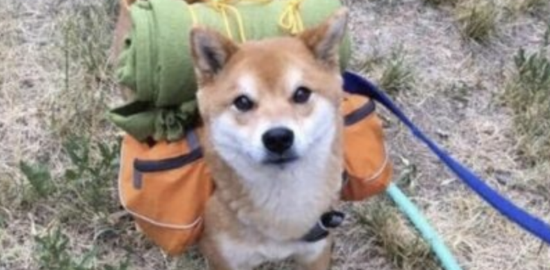 We Were Out for Some Days There – Please Remember, The Site is Always Online