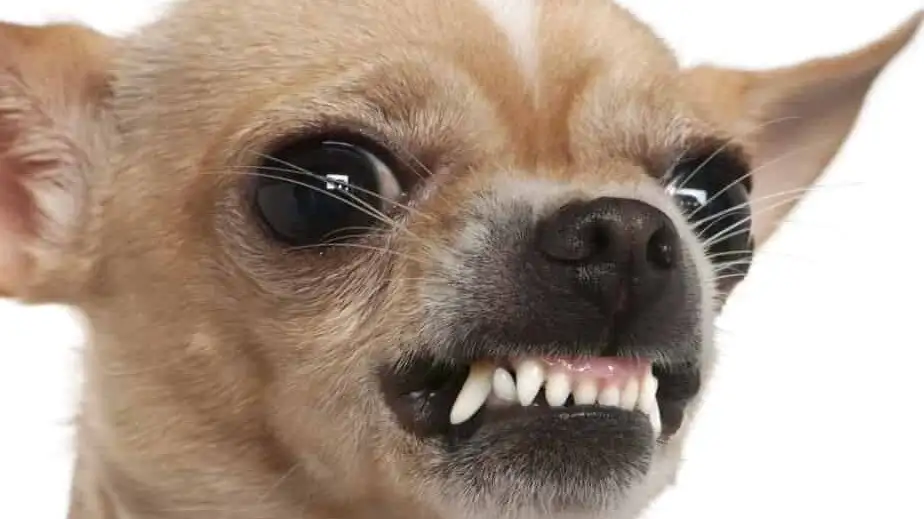 Pathetic Yipper Elon Musk to Meet with Jew President, Offer Extreme Suck-Job