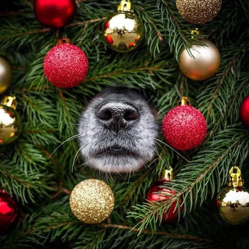 Memetic Monday: It’s Christmas Time Already, Bros! Be Joyful!