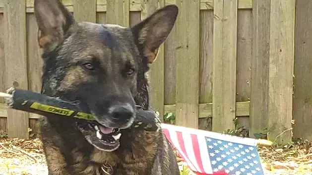 Ohio: Chief Coontown Denies Cop’s Plea to Buy Beloved K-9 Partner for $10,000