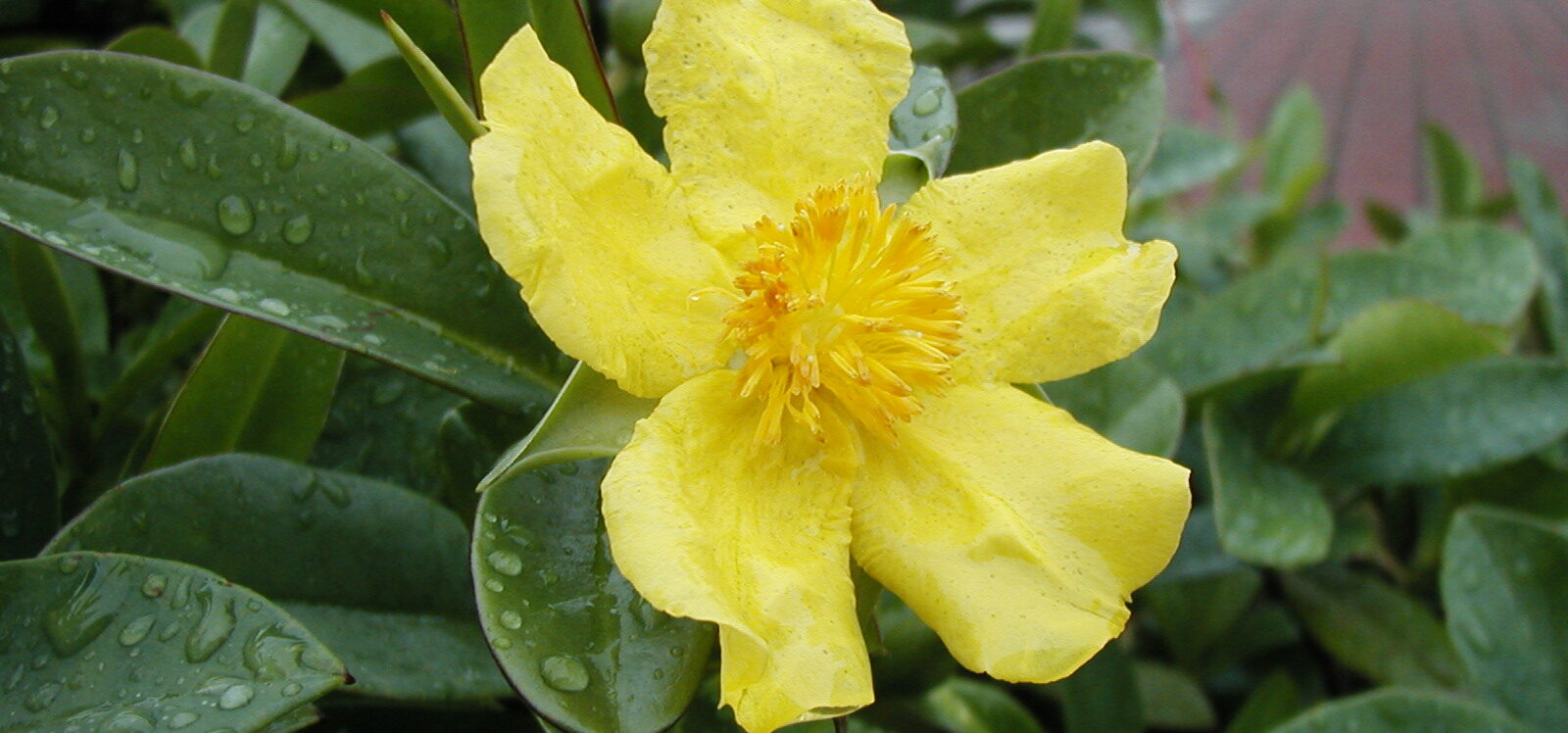 The Science Prepares a Massive Assault on Racist Plants